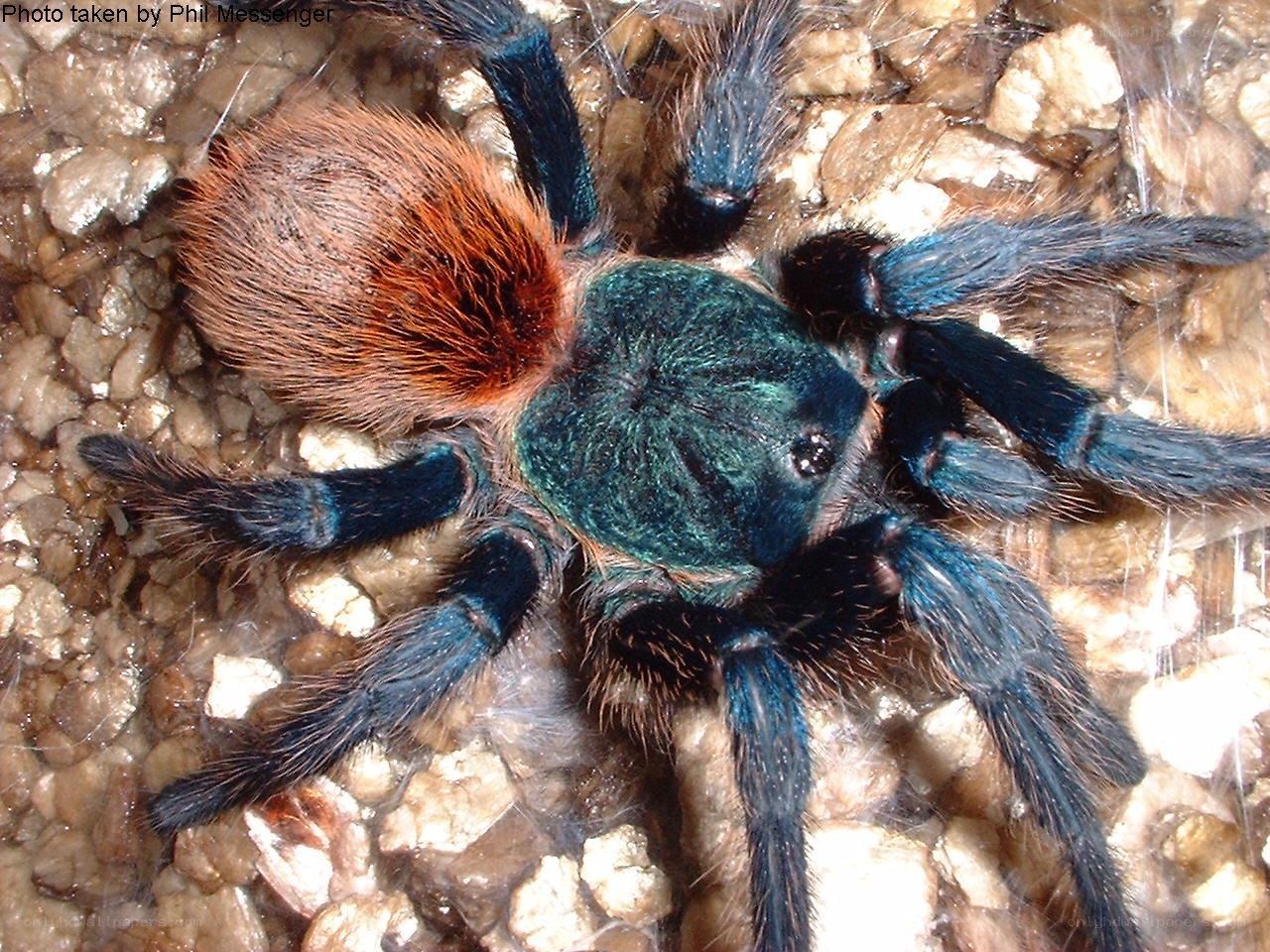 Blue and red tarantula