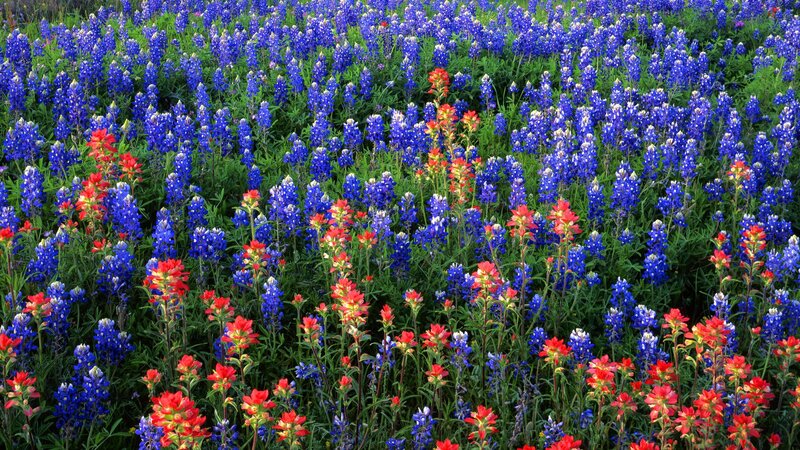 Blue and red wildflowers in a field