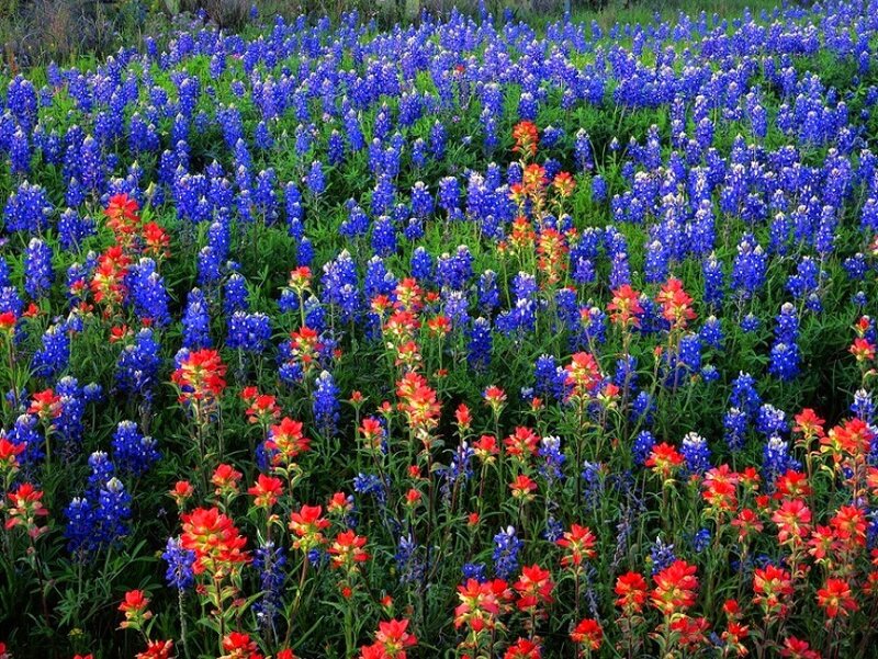 Blue and red wildflowers in a field