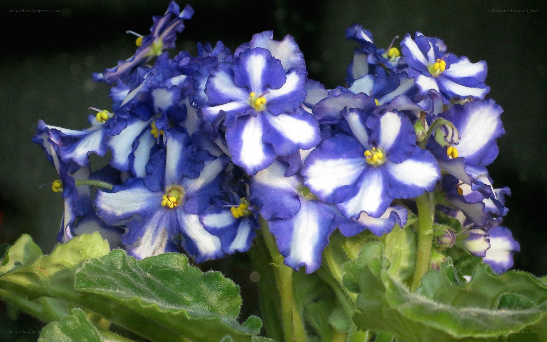 blue and white African violets