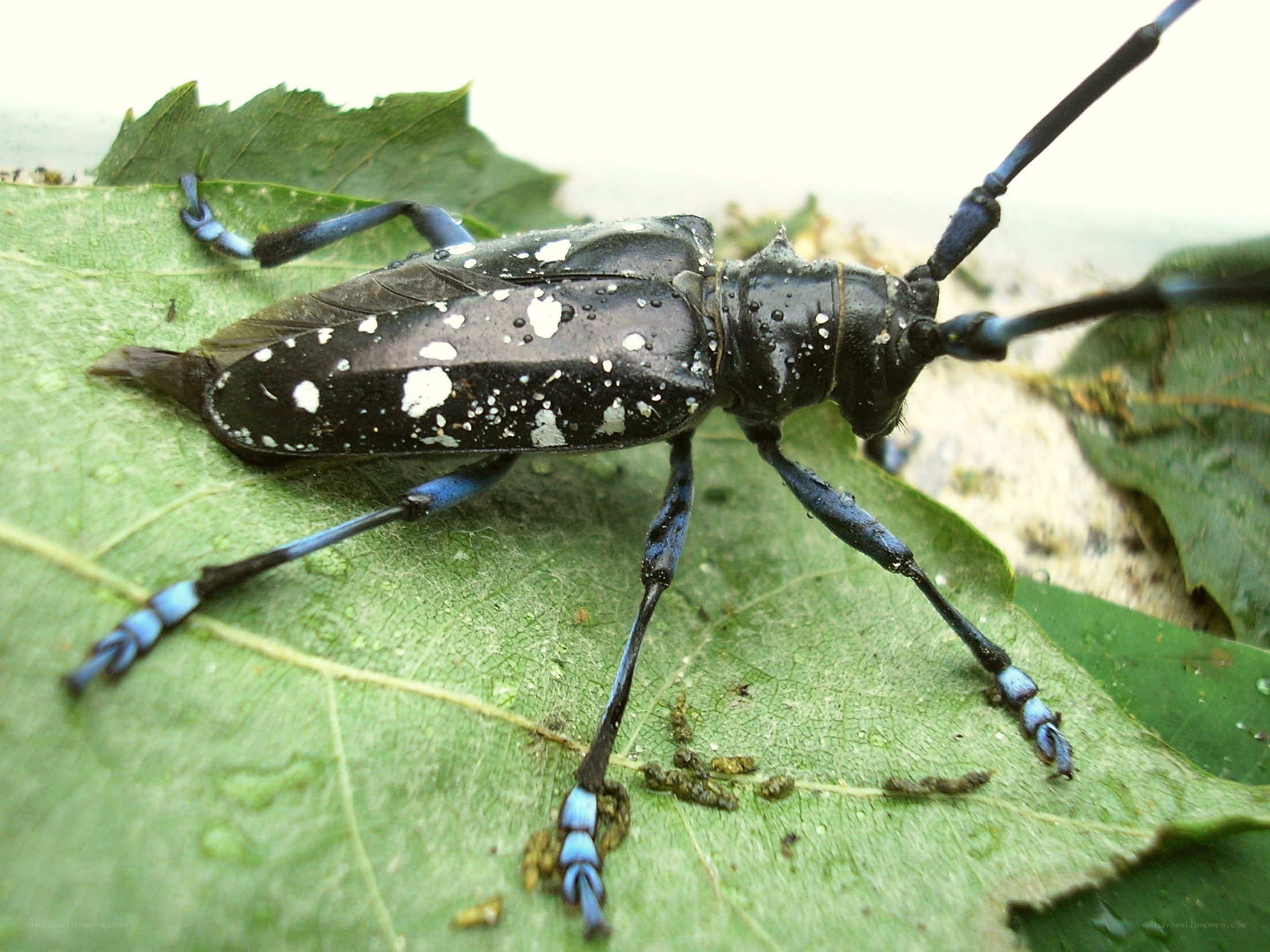 blue and white beetle on leaf