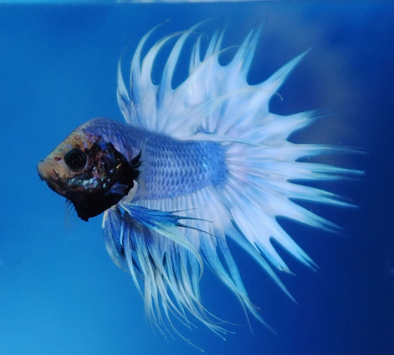 Blue and White Betta Fish — Calm