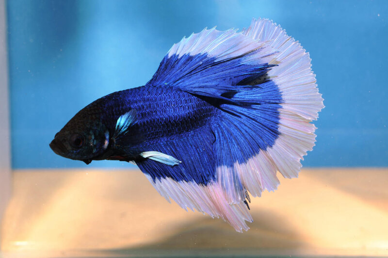 Blue and White Betta Fish