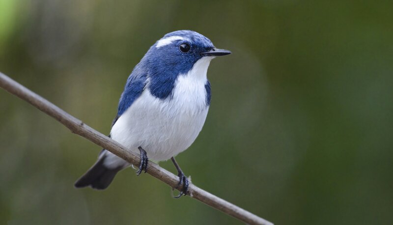Blue-and-white Bird — Blue, Calm