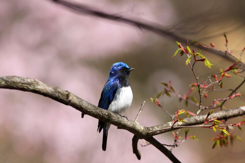 Blue-and-white Bird — Blue, Serene