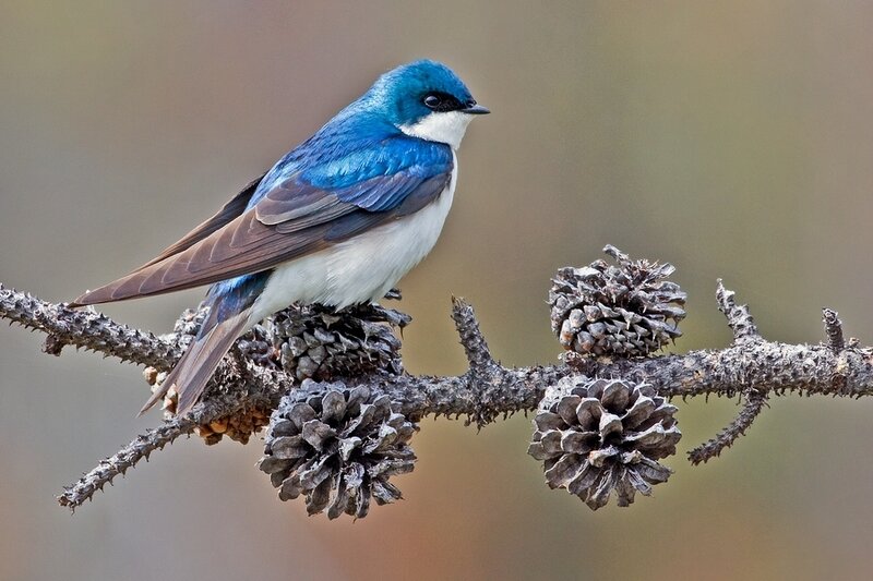 Blue and White Bird — Calm, Photograph