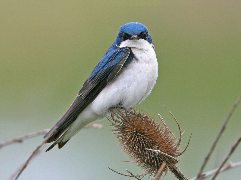 Blue and White Bird — Calm