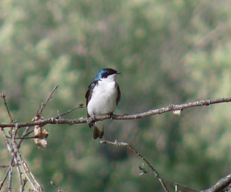 Blue-and-white Bird — Green