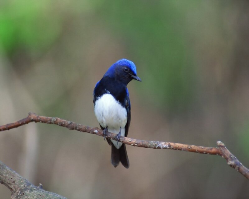 blue and white bird on branch