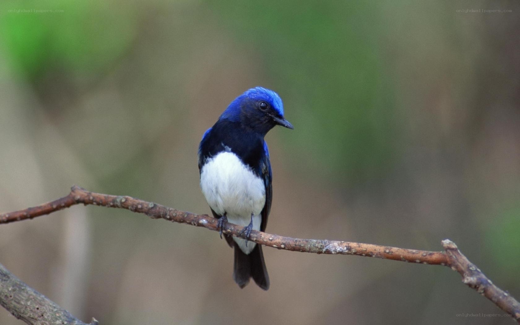 blue and white bird on branch