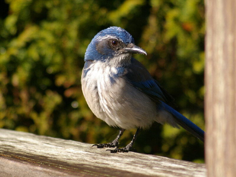 Blue and White Bird