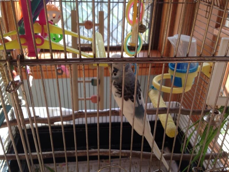 Blue and White Budgerigar — Calm