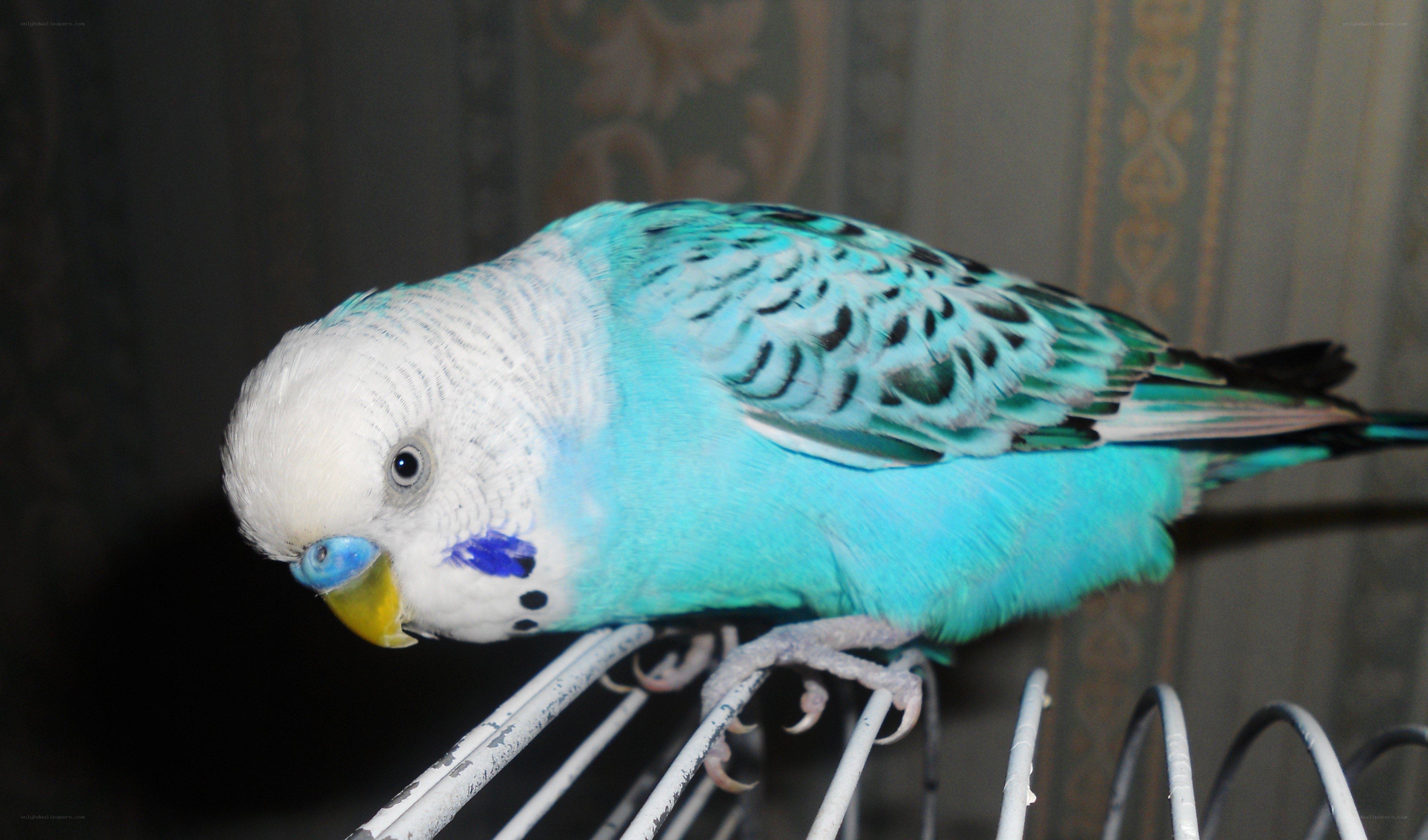 blue and white budgerigar