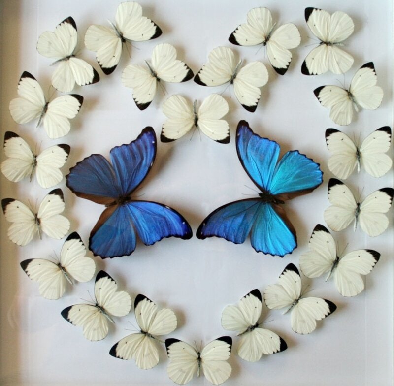 Blue and White Butterflies — Calm, Photograph