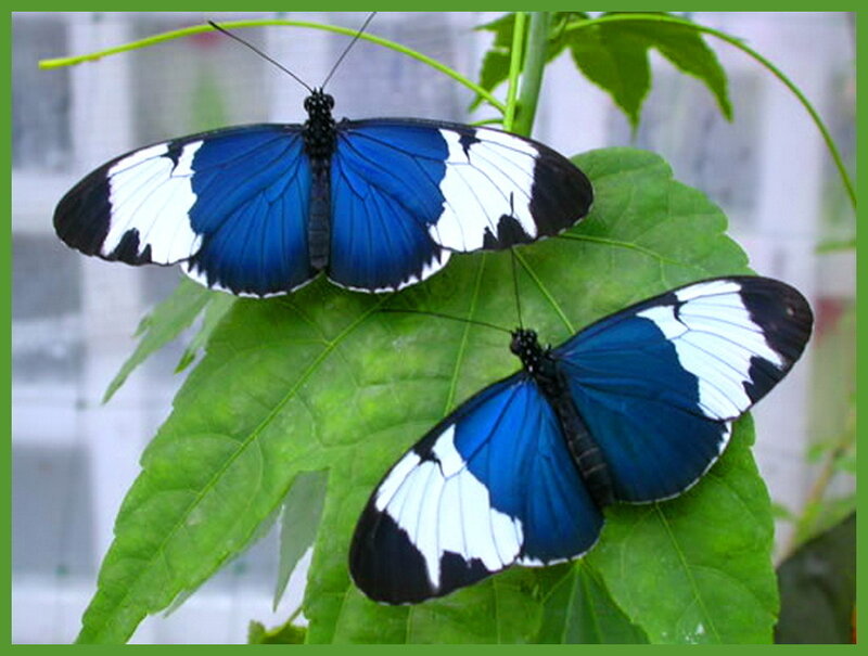 Blue and White Butterflies — Calm