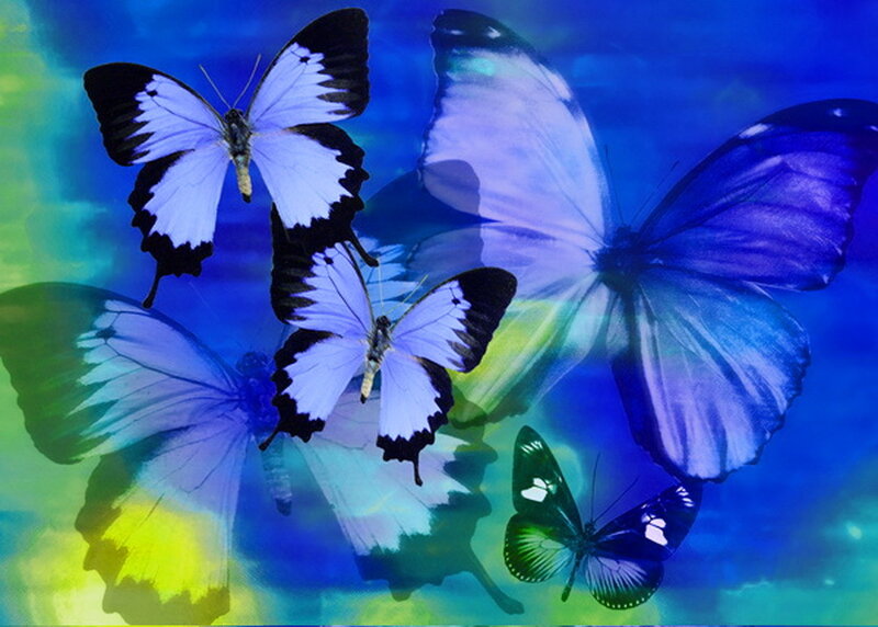Blue and White Butterflies — Dreamy