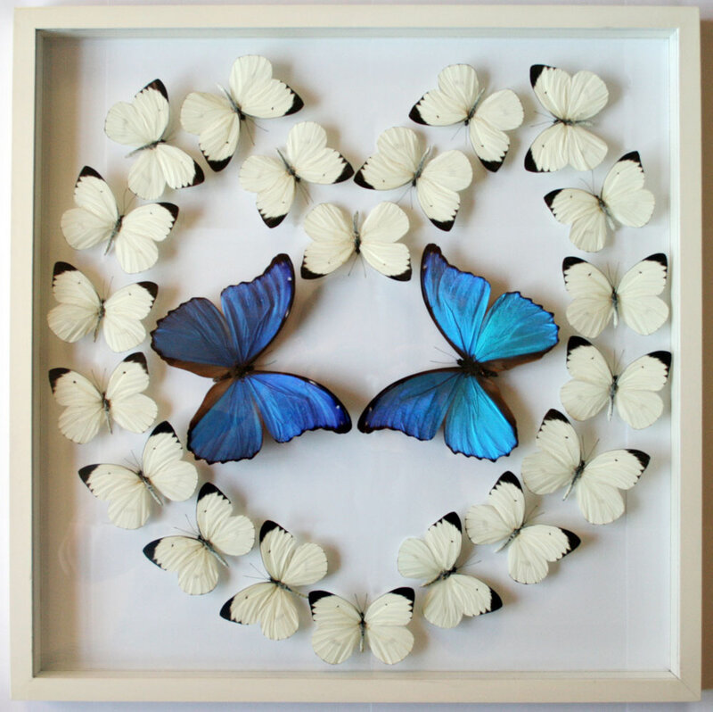 Blue and White Butterflies