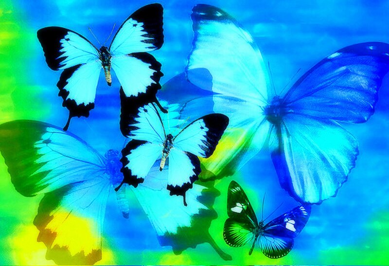 Blue and White Butterflies — Vibrant