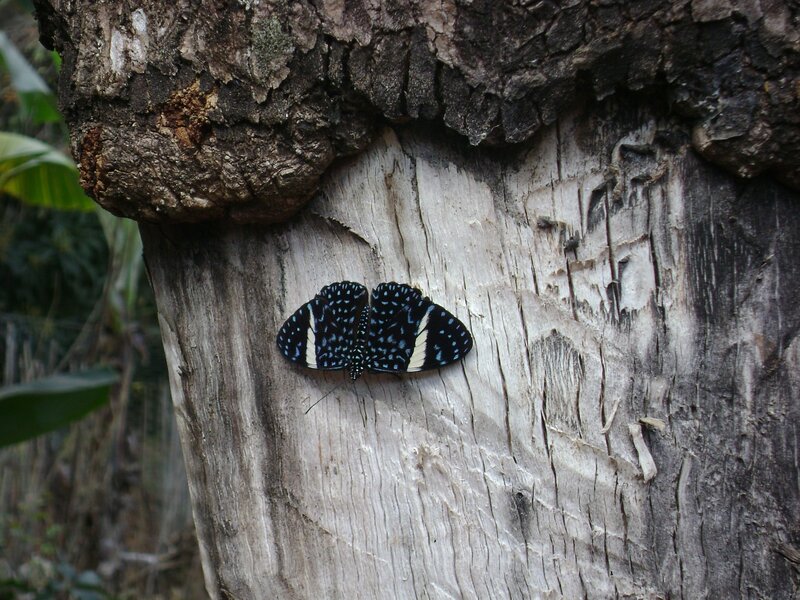 Blue and White Butterfly — Black, Natural