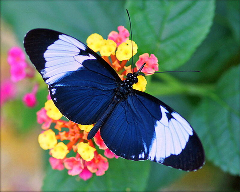 Blue and White Butterfly — Black