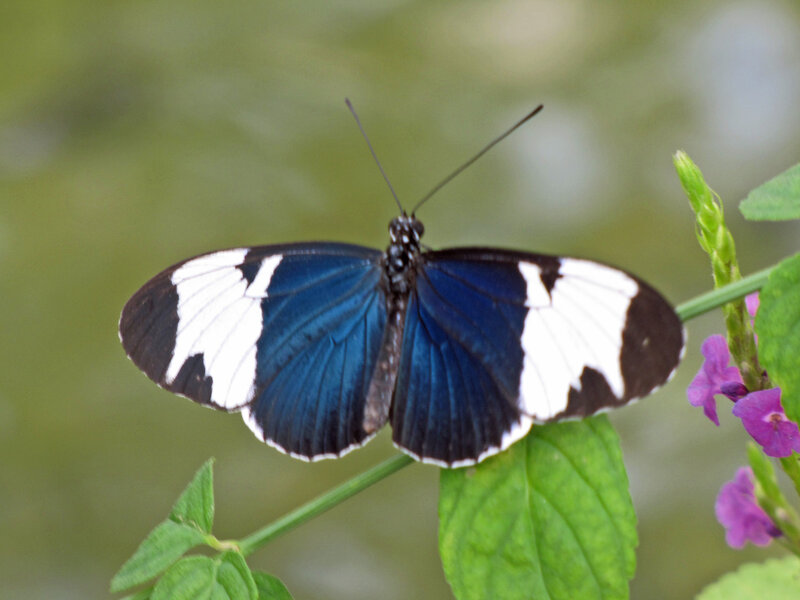 Blue and White Butterfly — Calm, Afternoon