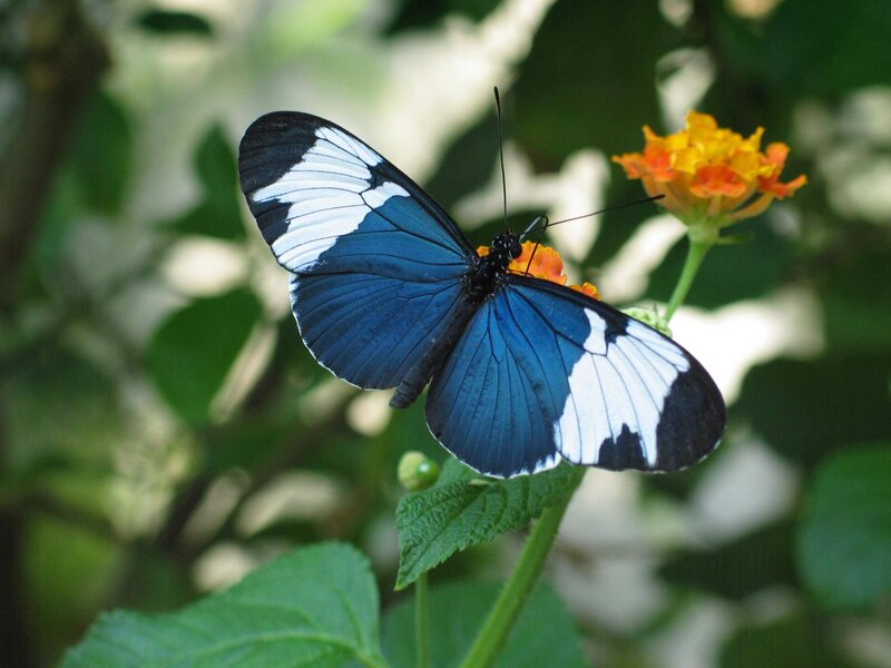 Blue and White Butterfly — Calm