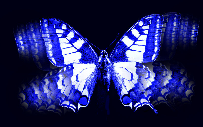 Blue and White Butterfly — Dramatic, Night