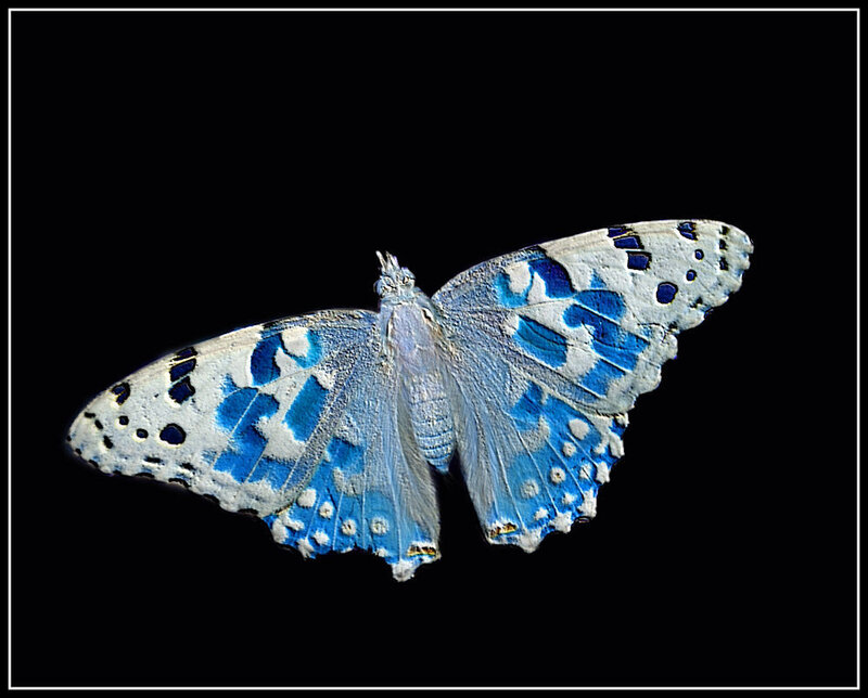 Blue and White Butterfly — Dramatic