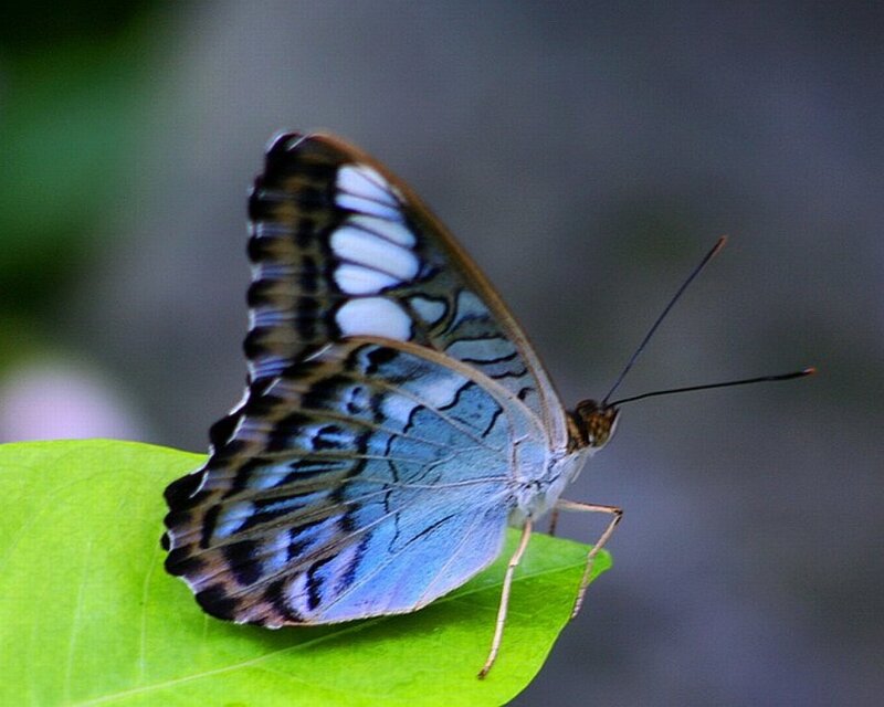Blue and White Butterfly — Green, Calm, Photograph