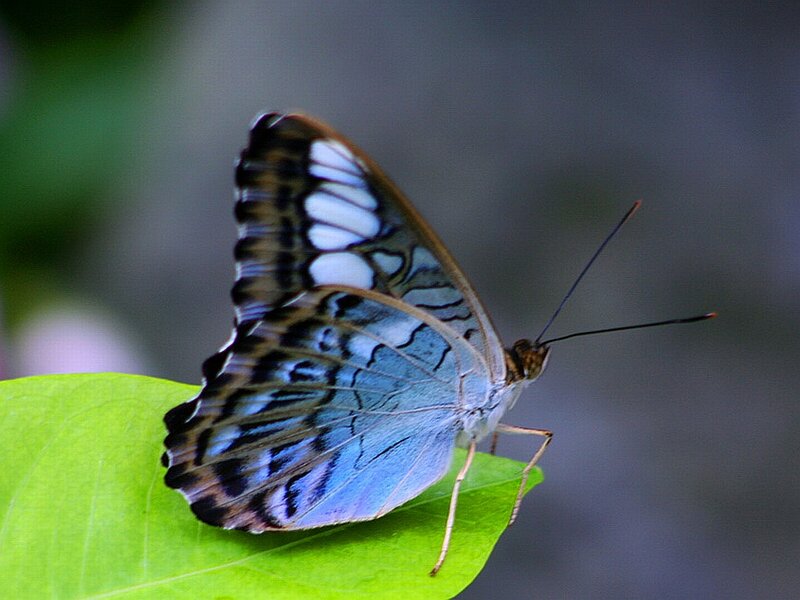 Blue and White Butterfly — Green, Calm