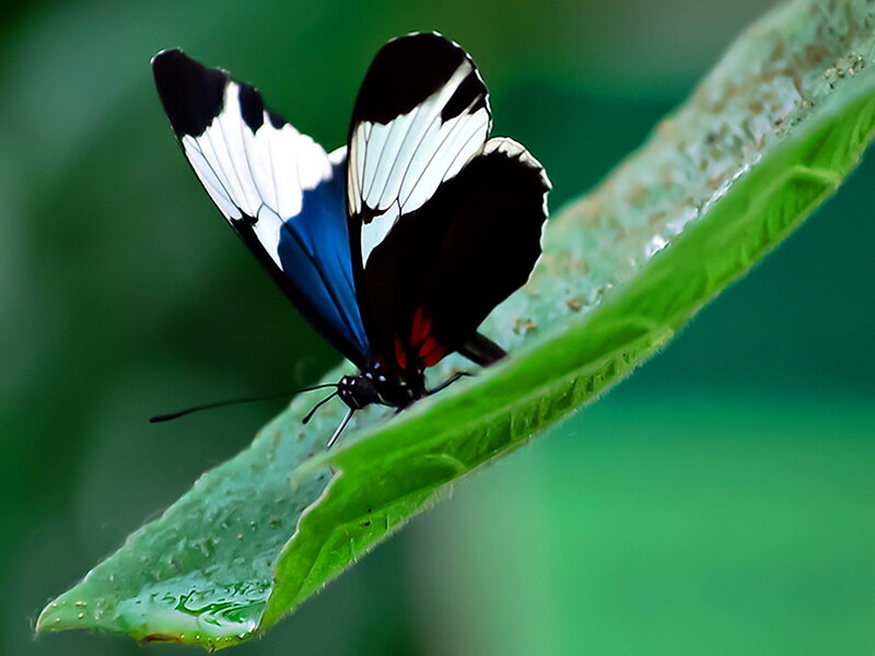 Blue and White Butterfly — Green, Serene