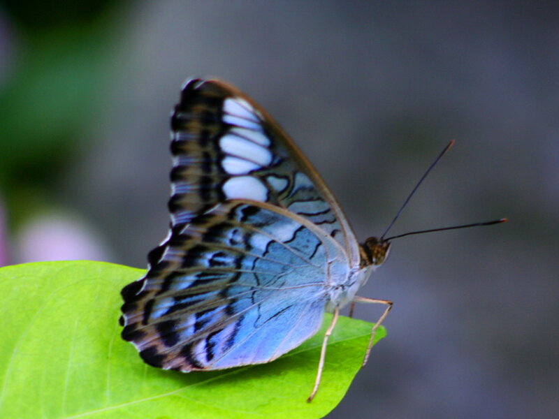 Blue and White Butterfly — Green