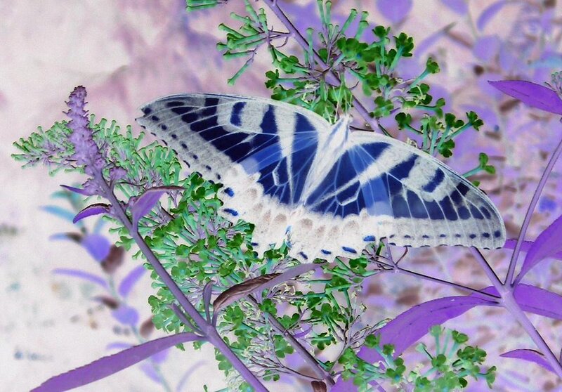 Blue and White Butterfly — Purple