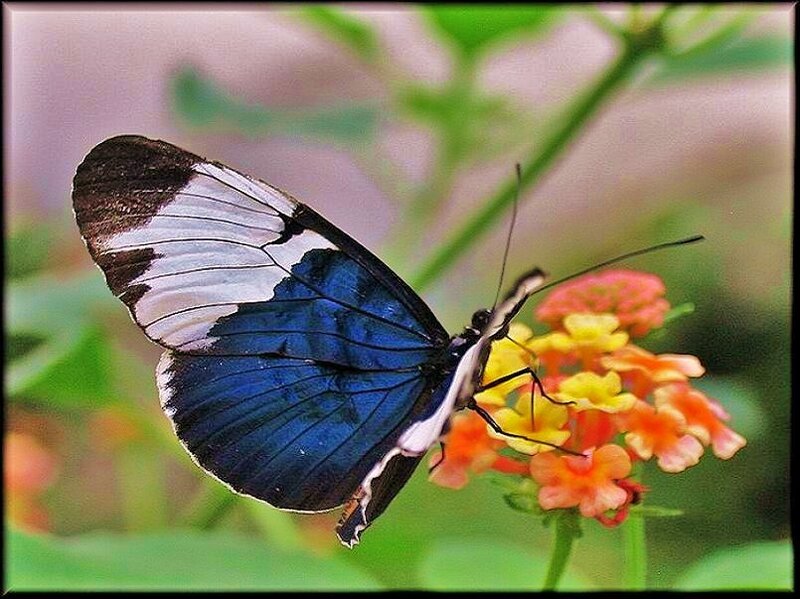 Blue and White Butterfly