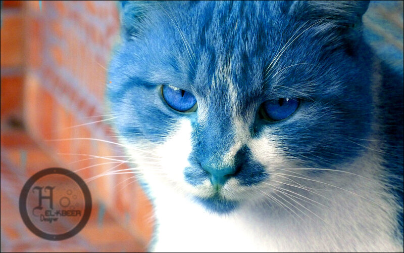 Blue and White Cat