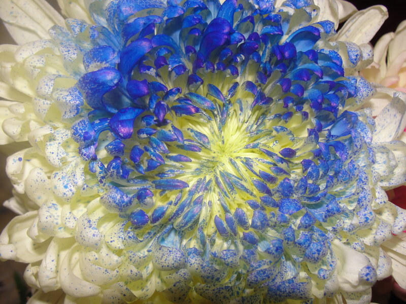 Blue and White Chrysanthemum