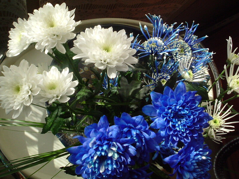 Blue and white chrysanthemums