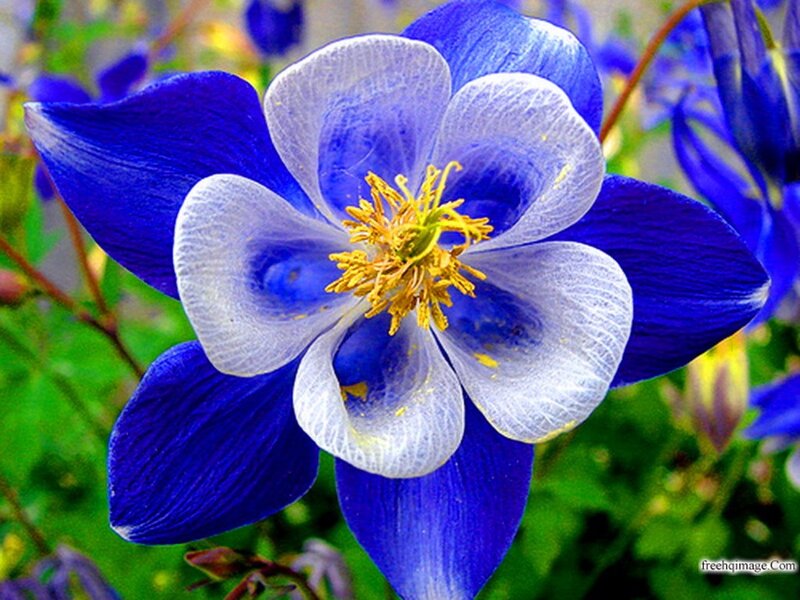Blue and White Columbine Flower — Calm, Spring, Photograph