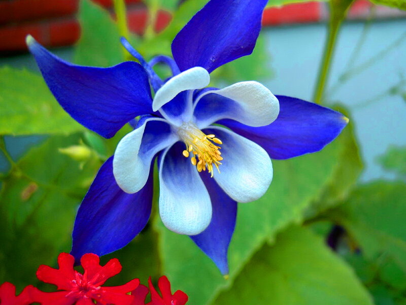 Blue and White Columbine Flower — Calm