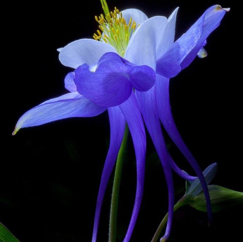 Blue and White Columbine Flower — Purple