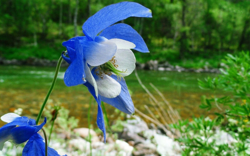Blue and White Columbine Flower — Serene, Spring