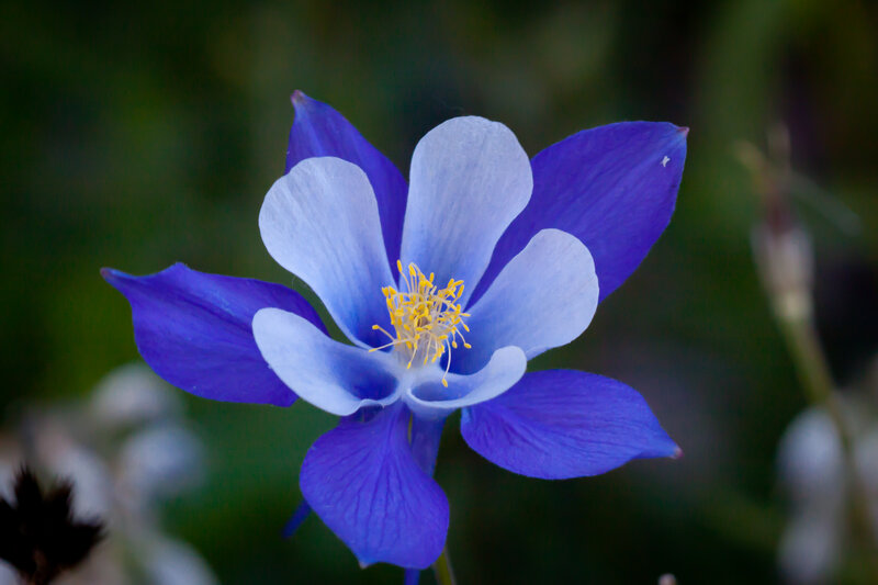 Blue and White Columbine Flower — Serene