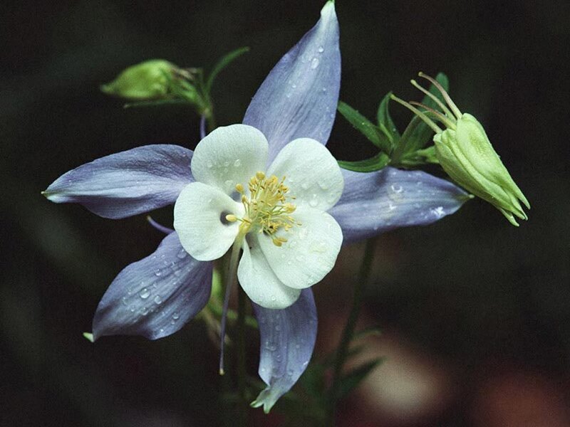 Blue and White Columbine Flower