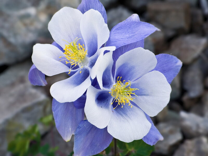 Blue and White Columbine Flowers — Calm
