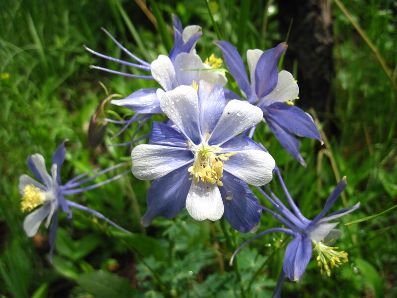 Blue and White Columbine Flowers — Natural