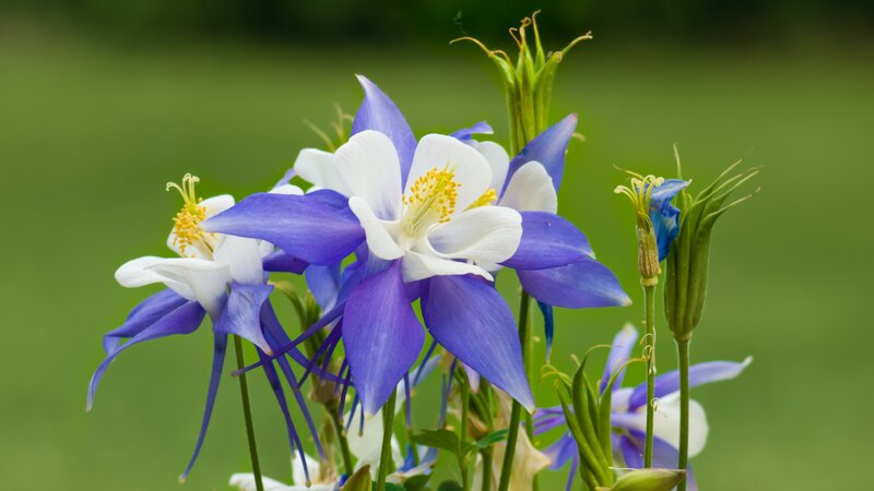 Blue and White Columbine Flowers — Purple, Serene, Spring