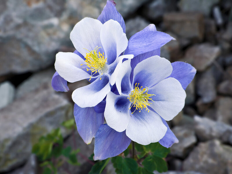 Blue and White Columbine Flowers — Purple