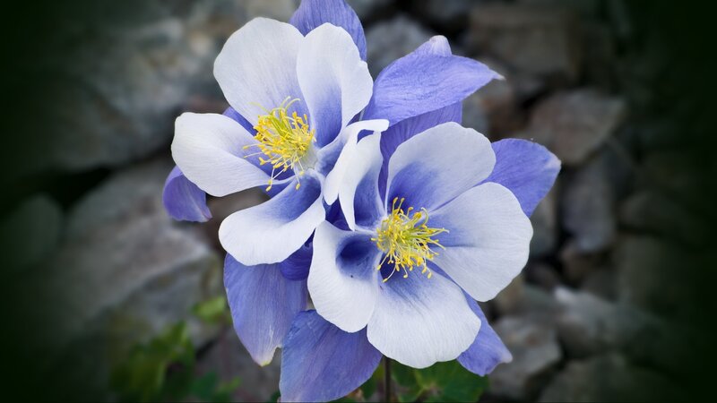 Blue and White Columbine Flowers — Serene