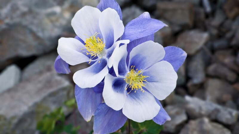 blue and white columbine flowers