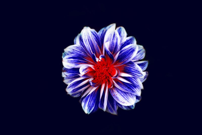Blue and white dahlia flower
